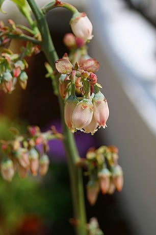 ブルーベリー 花