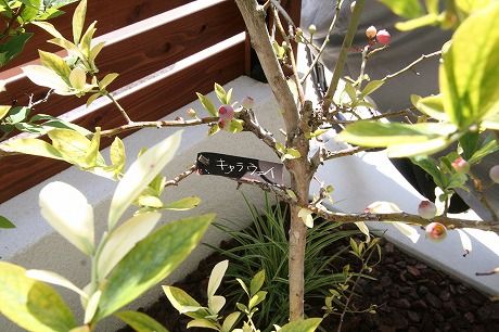 ¥Ö¥ë¡¼¥Ù¥ê¡¼