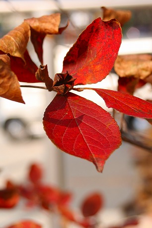 シャラの紅葉