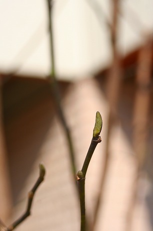 コブシの花芽