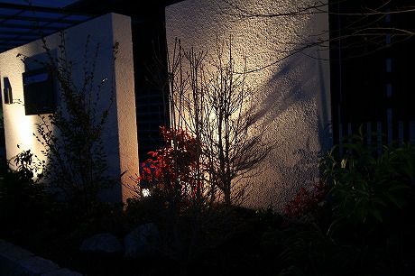 ドウダンツツジ
