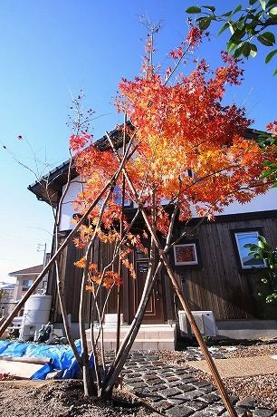 ヤマモミジ