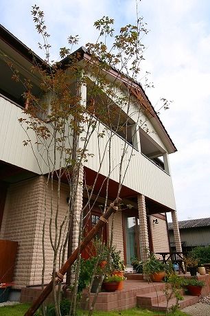 アオダモ