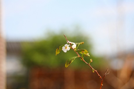 ユキヤナギの花!?