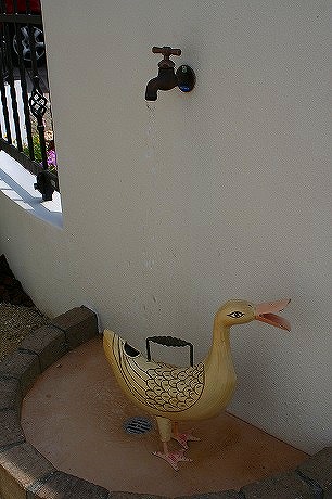 水道のアヒル