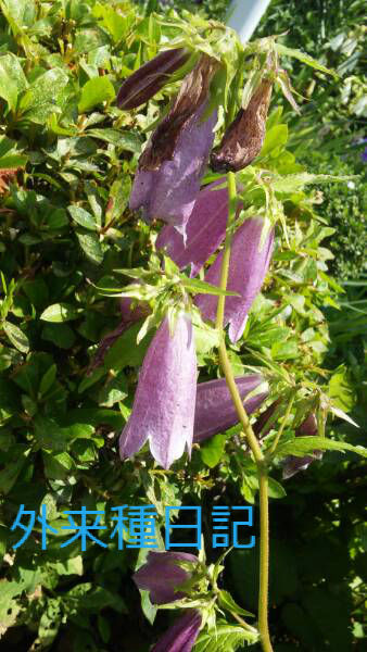 山野草巡り ホタルブクロとマタタビ 栃木県茂木町 ごじゃ母ちゃんの楽しい生活