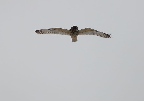 IMG_0353-1_700