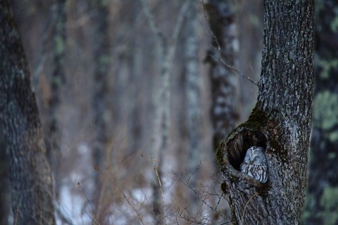 1DX_0131_900