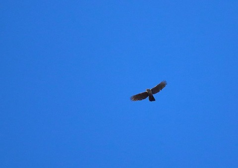 IMG_0272_800