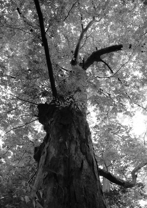1DX_0131_900