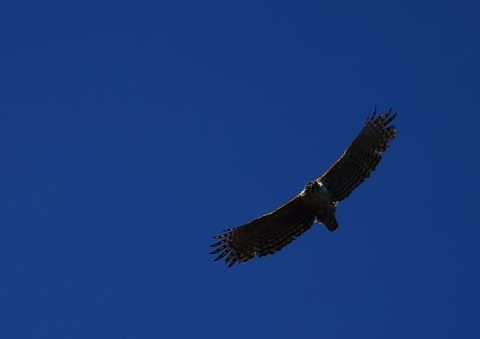 IMG_0481_700