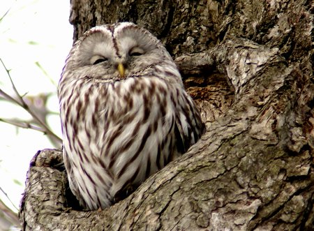 owl1