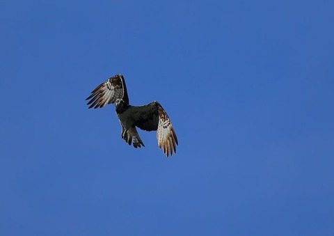 IMG_0262_700