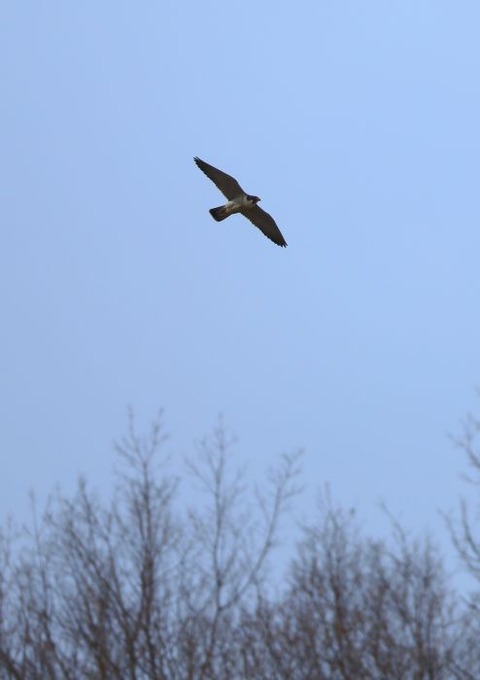 IMG_0175_700