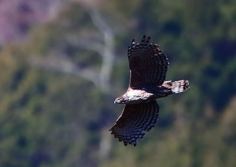 IMG_0323_700