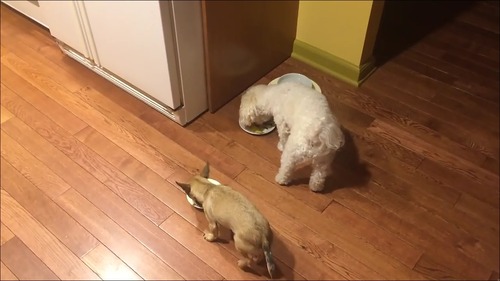 相棒の近くに器を移動して食べる犬7