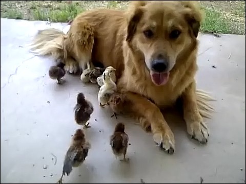 大量のヒヨコに襲われる犬の画像6