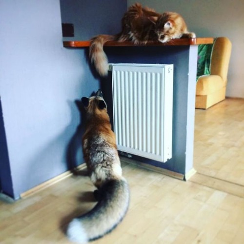 犬と猫と仲良しのキツネの画像(8枚目)