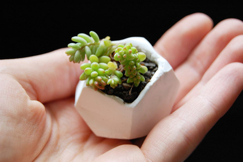 【画像】狭くても大丈夫!小さな植木が綺麗に飾れる工夫の数々!の画像(4枚目)