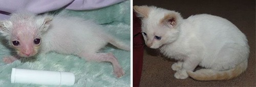 【画像】子汚い野良猫を拾って育てたら、こんなに可愛いニャンコになりましたよ!の画像(9枚目)