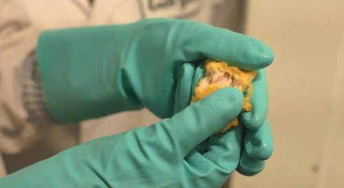 【画像】マクドナルドのチキンマックナゲットができるまでを公開!!の画像(19枚目)