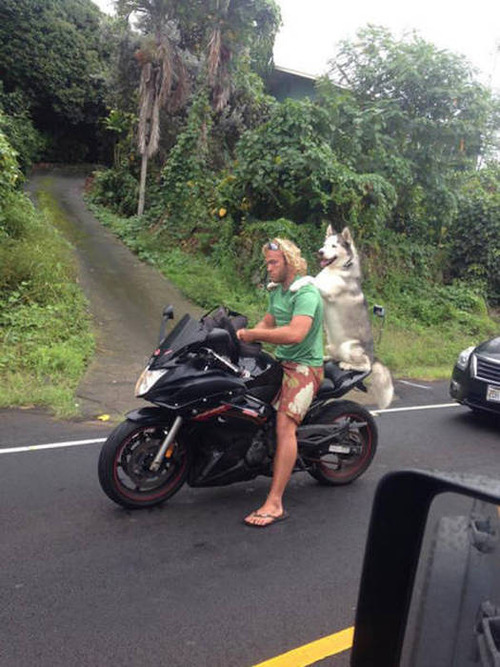 もはや職人技!?自動車やバイクで凄いものを運んでる画像の数々!!の画像(28枚目)