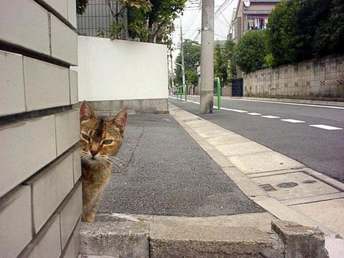 獲物を狙うかわいいネコの画像(2枚目)
