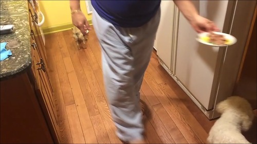 相棒の近くに器を移動して食べる犬2