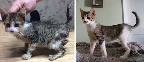 【画像】子汚い野良猫を拾って育てたら、こんなに可愛いニャンコになりましたよ!の画像(19枚目)