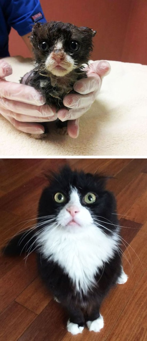 【画像】子汚い野良猫を拾って育てたら、こんなに可愛いニャンコになりましたよ!の画像(11枚目)