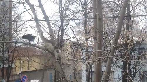 カラスと猫の戦いのテーマ曲がやっぱり凄い!10
