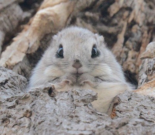 【画像】北海道に住むエゾモモンガがかわい過ぎる!!の画像(6枚目)