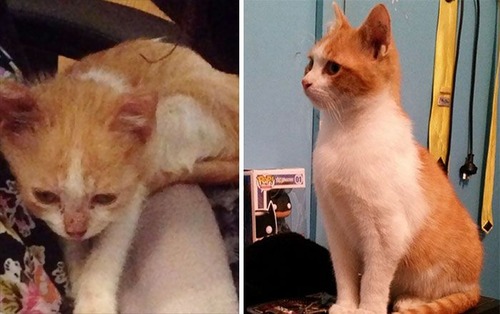 【画像】子汚い野良猫を拾って育てたら、こんなに可愛いニャンコになりましたよ!の画像(4枚目)