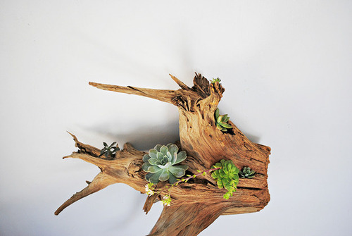 【画像】狭くても大丈夫!小さな植木が綺麗に飾れる工夫の数々!の画像(6枚目)