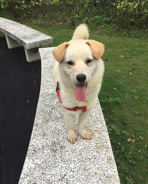 食用で販売されていた犬の画像(6枚目)