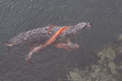 【動画】アザラシが巨大なタコに襲われる!!(アザラシVS巨大タコ)の画像(4枚目)