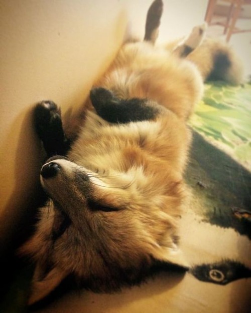 犬と猫と仲良しのキツネの画像(5枚目)