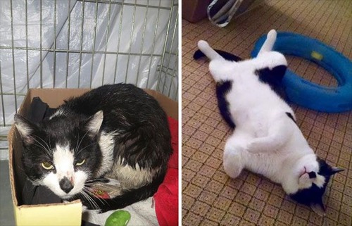 【画像】子汚い野良猫を拾って育てたら、こんなに可愛いニャンコになりましたよ!の画像(8枚目)