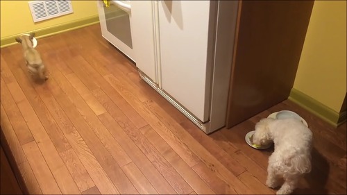 相棒の近くに器を移動して食べる犬4