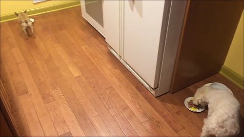 相棒の近くに器を移動して食べる犬3
