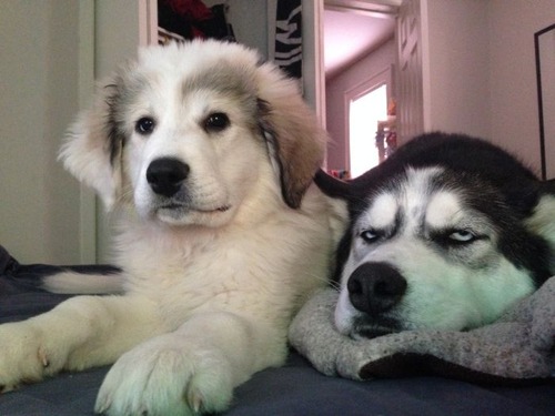 明らかに不機嫌!?凄く不満そうなシベリアンハスキー犬の画像wwの画像(4枚目)