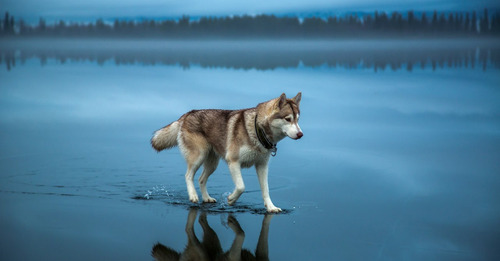 鏡のような湖の上を歩くハスキー犬がカッコイイ!!の画像(1枚目)