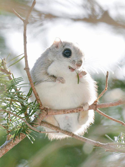ほのぼのする野生の動物たちの画像の数々!の画像(1枚目)