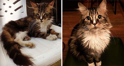 【画像】子汚い野良猫を拾って育てたら、こんなに可愛いニャンコになりましたよ!の画像(10枚目)