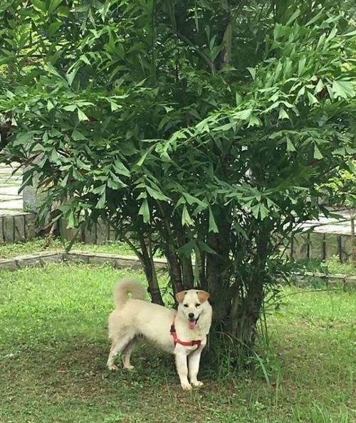 食用で販売されていた犬の画像(8枚目)