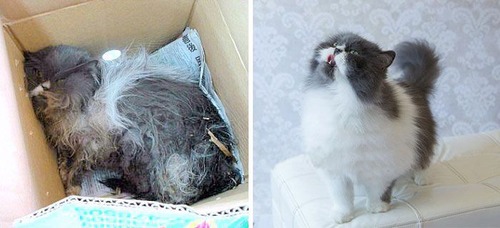 【画像】子汚い野良猫を拾って育てたら、こんなに可愛いニャンコになりましたよ!の画像(6枚目)
