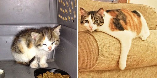 【画像】子汚い野良猫を拾って育てたら、こんなに可愛いニャンコになりましたよ!の画像(22枚目)
