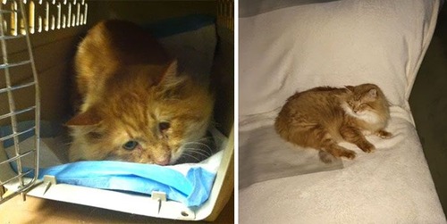 【画像】子汚い野良猫を拾って育てたら、こんなに可愛いニャンコになりましたよ!の画像(7枚目)