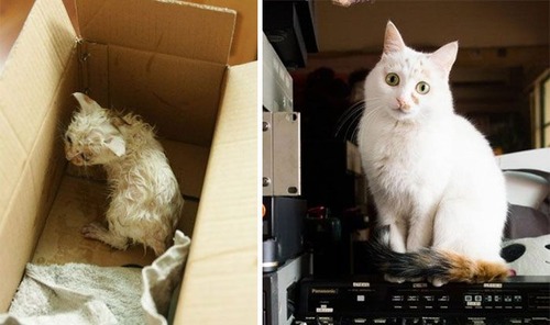 【画像】子汚い野良猫を拾って育てたら、こんなに可愛いニャンコになりましたよ!の画像(3枚目)