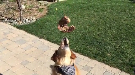 食物をなげて口でキャッチできない犬がひたすら悲しい1